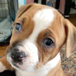 Meet your Posher, Ashley